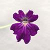 plant/Pinguicula Laueana x Emarginata-2-thumbnail