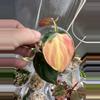 plant/Micans variegated ✨#0007-2-thumbnail