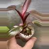 plant/Philodendron pink princess💕#0009-3-thumbnail