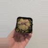 plant/Pinguicula Emarginata x Elizabethiae-0-thumbnail