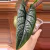 plant/Alocasia Scalprum-0-thumbnail