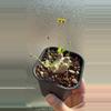 plant/Othonna Cacalioides Miniature Caudex Plant-0-thumbnail