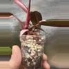 plant/Philodendron pink princess💕#0009-1-thumbnail