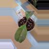 plant/Hoya chicken farm-0-thumbnail