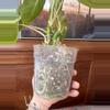 plant/Philodendron Burle Marx var?-6-thumbnail