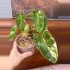 plant/Philodendron Burle Marx var?-0-thumbnail