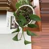 plant/8” holden pothos-0-thumbnail