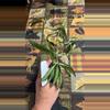 plant/#240 Wayetti-0-thumbnail