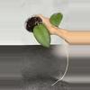 plant/Hoya EPC-1018 (fka pink tip corona)-0-thumbnail