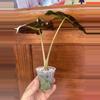 plant/Alocasia Polly 💕-1-thumbnail