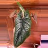plant/Alocasia Scalprum-1-thumbnail