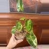 plant/Philodendron Burle Marx var?-3-thumbnail