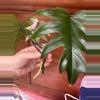 plant/Philodendron Mayoi. Rooted top cut.-0-thumbnail