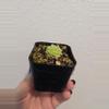 plant/Pinguicula Esseriana-1-thumbnail