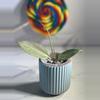 plant/Hoya verticillata (heartleaf) silver-2-thumbnail