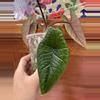 plant/Alocasia Scalprum-3-thumbnail