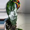 plant/Hoya Globulosa (Spoon Leaf)-3-thumbnail