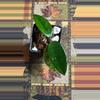 plant/#237 Tam Dao-0-thumbnail
