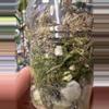 plant/Micans variegated ✨#0007-6-thumbnail