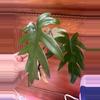 plant/Philodendron Mayoi. Rooted top cut.-1-thumbnail
