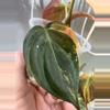 plant/Micans variegated ✨#0007-1-thumbnail
