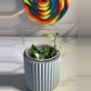 plant/Hoya Lacunosa Cianjur splash-1-thumbnail