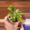 plant/Green congo Nuclear philodendron #0008-3-thumbnail