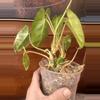 plant/Philodendron Burle Marx var?-8-thumbnail