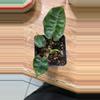 plant/Philodendron Billietae Reverted TC (acclimated)-0-thumbnail