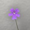 plant/Pinguicula Emarginata x Elizabethiae-2-thumbnail