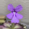 plant/Pinguicula Lilac Lollipop-2-thumbnail