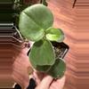 plant/Peperomia fuzzy-0-thumbnail