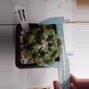 plant/Coryphantha Elephantidens-1-thumbnail
