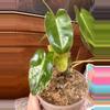 plant/Philodendron Burle Marx var?-5-thumbnail