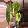 plant/Philodendron Burle Marx var?-2-thumbnail