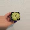 plant/Pinguicula Agnata True Blue x Hemiepiphytica-0-thumbnail