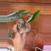 plant/Alocasia Scalprum-4-thumbnail