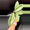 plant/🦄Hoya Incrassata Silver-1-thumbnail