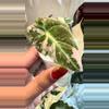 plant/Alocasia Pink Black Velvet Pup-0-thumbnail