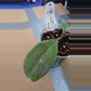plant/Hoya chicken farm-1-thumbnail