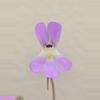plant/Pinguicula Esseriana-2-thumbnail