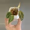 plant/271 Pink Mint Micans-0-thumbnail
