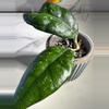 plant/Hoya sp. Kalsel-2-thumbnail