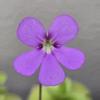 plant/Pinguicula Pirouette-2-thumbnail