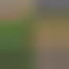 plant/Bronze Venus Fern starter plant growers choice-0-thumbnail