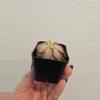 plant/Pinguicula Lilac Lollipop-1-thumbnail