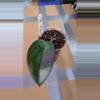 plant/Hoya vitellina fka fusco marginata-0-thumbnail