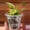 plant/Green congo Nuclear philodendron #0008-1-thumbnail