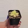 plant/Pinguicula Gigantea x Cyclosecta-1-thumbnail