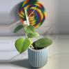 plant/RHM 24167 AL 12 Swiffer’s Mood OP-1-thumbnail